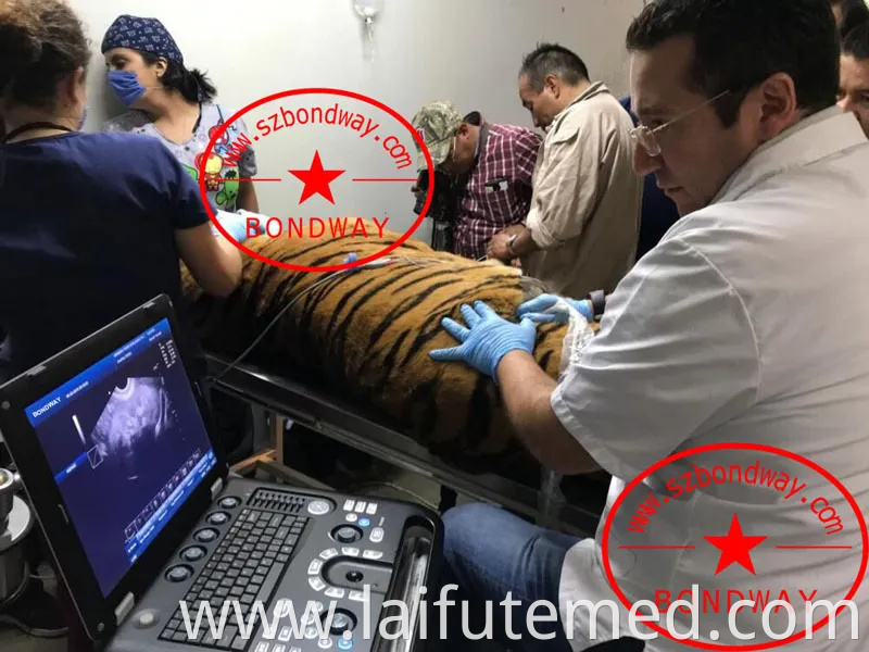 Veterinary Sonography, Diagnostic Ultrasonic Imaging System for Veterinary Use Es250V